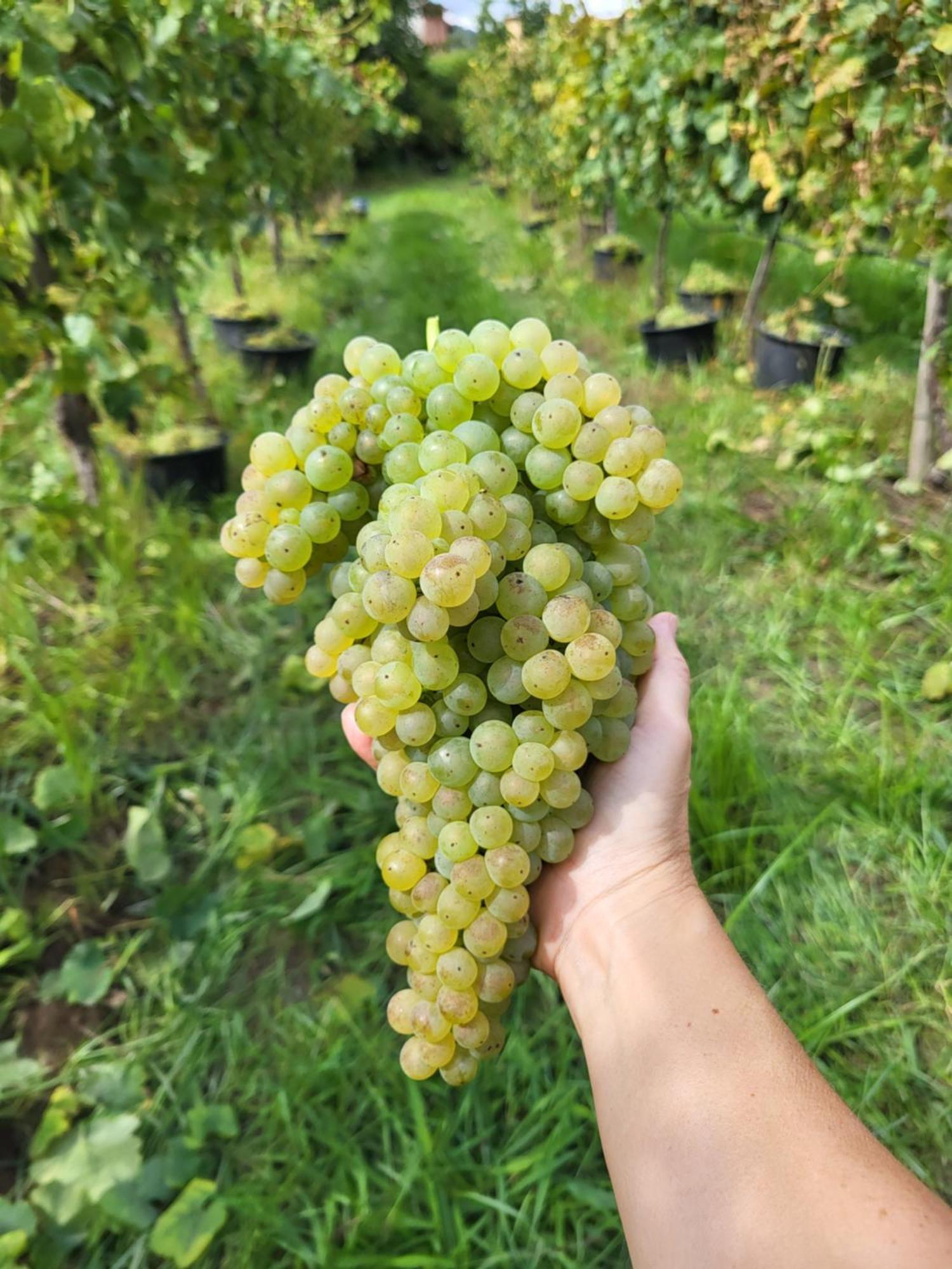 פונטה דה בארקה Quinta De Cypriano - Wine & Nature מראה חיצוני תמונה